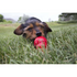 Kong Bacon & Cheese Easy Treat for Dogs
