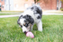 Kong Puppy Toy
