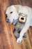 Kong Wild Knots Bears Dog Toys