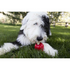 Kong Ziggies Dog Treats