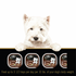 Cesar Soft Classic Loaf In Sauce Poultry With Real Chicken, Turkey Or Duck Wet Dog Food Variety Pack