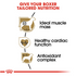 Royal Canin Breed Health Nutrition Boxer Adult Dry Dog Food