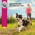 Eukanuba Lamb Small and Medium Breed Adult Dry Dog Food