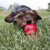 Kong Bacon & Cheese Easy Treat for Dogs