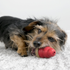 Kong Marathon Chicken Dog Treat 2-Pack