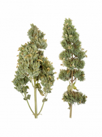 Meowijuana Jar of Catnip Buds