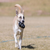 Kong Extreme Dog Toy