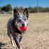 Kong Ball Dog Toy