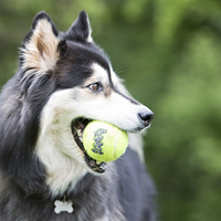 Kong AirDog Squeakair Ball Dog Toy