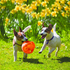 Kong Jumbler Ball Dog Toy