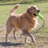 Kong AirDog Squeaker Stick Dog Toy