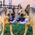 Kong Ogee Stick Assorted Dog Toy