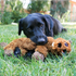 Kong Low Stuff Flopzie Beaver Dog Toy Dog Toy
