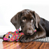 Kong Wubba Finz Dog Toy