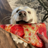 Doggijuana Get the Munchies Pizza