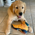Doggijuana Get Outdoors Hiking Boot