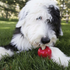 Kong Ziggies Dog Treats