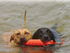 Kong Training Dummy Floating Dog Toy